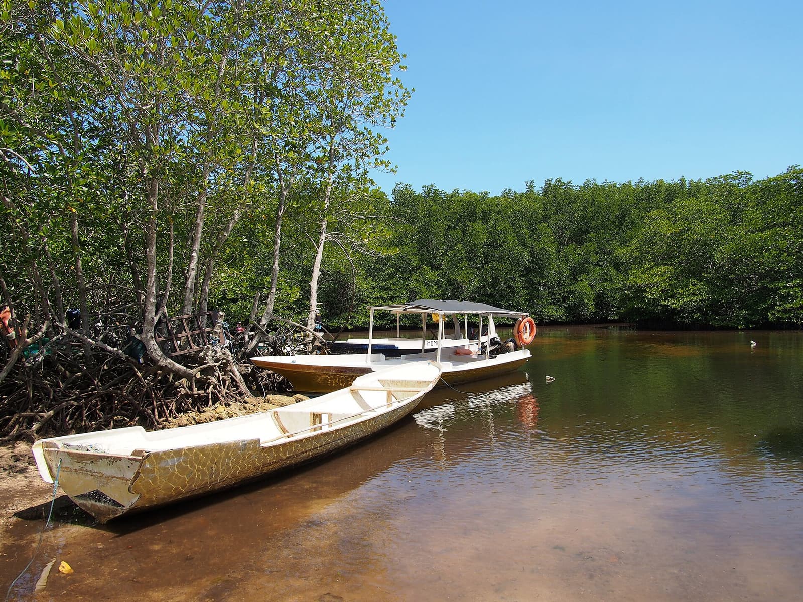 Mangrove trees and a moored boat in the Lembongan mangrove forest