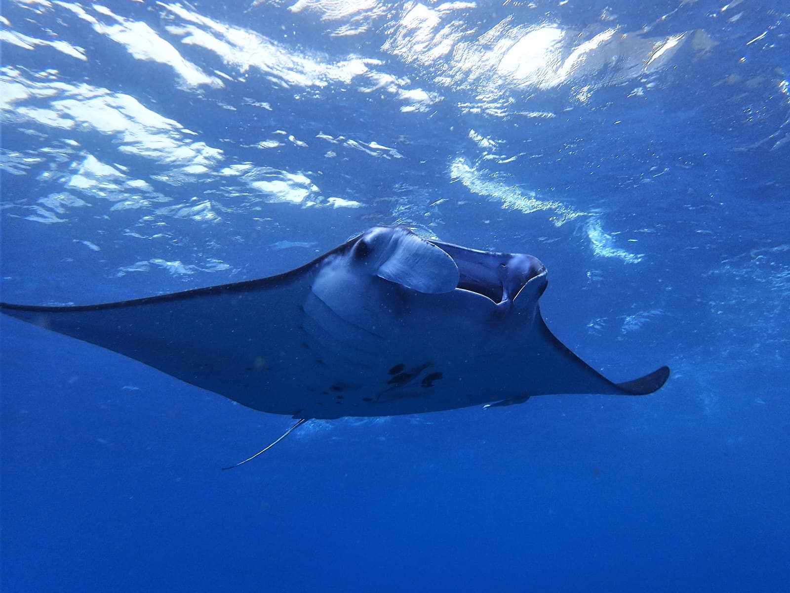 A reef manta ray swimming just below the surface off Nusa Penida