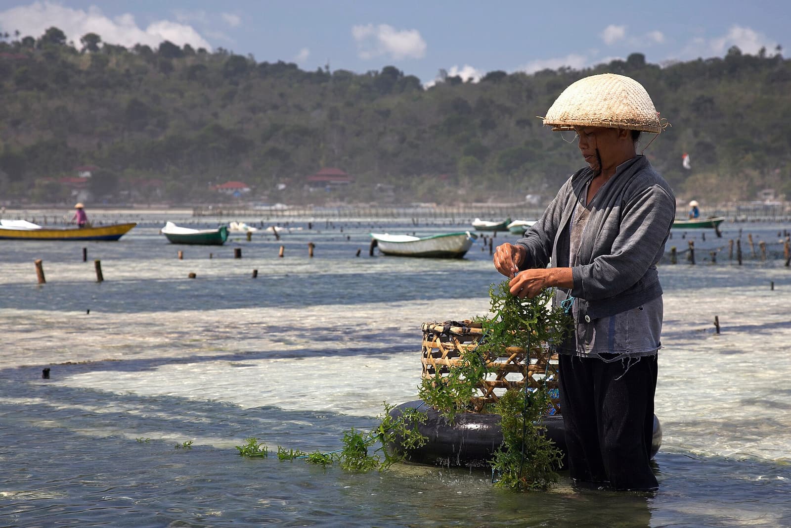 A farmer tending seaweed in the shallow water off Nusa Lembongan