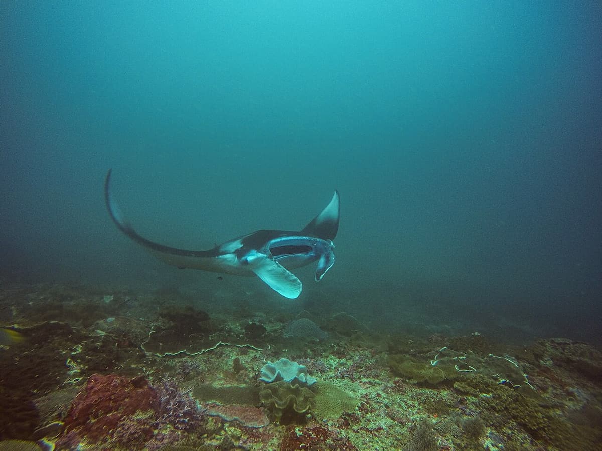 A reef manta ray gliding over the reef at Manta Bay, Nusa Penida