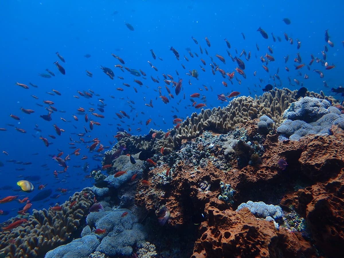 Colourful reef fish over hard corals in the waters around Nusa Lembongan